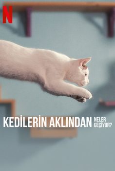 Kedilerin Aklından Neler Geçiyor? Netflix Filmi izle