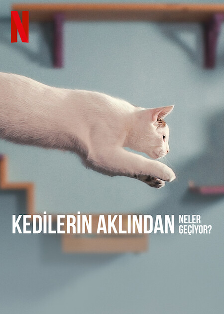 Kedilerin Aklından Neler Geçiyor? Netflix Filmi izle
